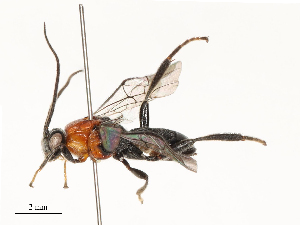 (Nealiolus Malaise3781 - CBG-B13781-C10)  @11 [ ] CreativeCommons - Attribution Share - Alike (2025) CBG Photography Group Centre for Biodiversity Genomics