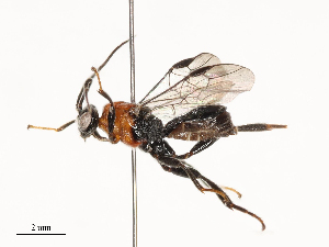  ( - CBG-B13781-F02)  @11 [ ] CreativeCommons - Attribution Share - Alike (2025) CBG Photography Group Centre for Biodiversity Genomics