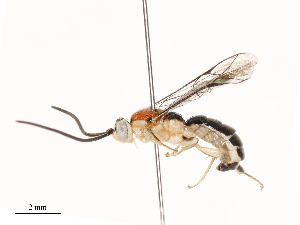  ( - CBG-B13781-F03)  @11 [ ] CreativeCommons - Attribution Share - Alike (2025) CBG Photography Group Centre for Biodiversity Genomics