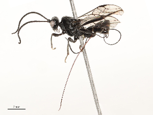  ( - CBG-B13781-F08)  @11 [ ] CreativeCommons - Attribution Share - Alike (2025) CBG Photography Group Centre for Biodiversity Genomics