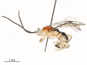  ( - CBG-B13781-G05)  @11 [ ] CreativeCommons - Attribution Share - Alike (2025) CBG Photography Group Centre for Biodiversity Genomics