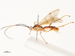  ( - CBG-B13783-H11)  @11 [ ] CreativeCommons - Attribution Share - Alike (2025) CBG Photography Group Centre for Biodiversity Genomics