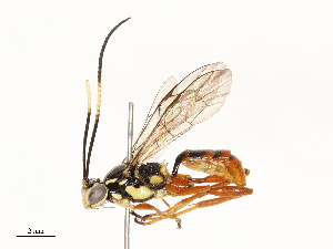  ( - CBG-B13784-D07)  @11 [ ] CreativeCommons - Attribution Share - Alike (2025) CBG Photography Group Centre for Biodiversity Genomics