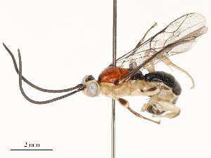  ( - CBG-B13787-E03)  @11 [ ] CreativeCommons - Attribution Share - Alike (2025) CBG Photography Group Centre for Biodiversity Genomics
