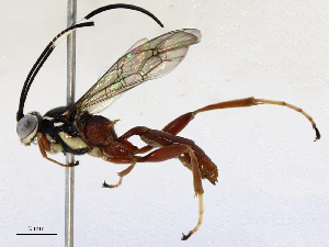  ( - CBG-B13893-C01)  @11 [ ] CreativeCommons - Attribution Share - Alike (2025) CBG Photography Group Centre for Biodiversity Genomics