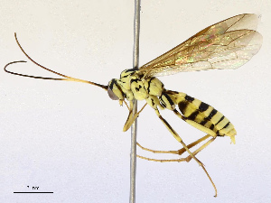  ( - CBG-B13893-C04)  @11 [ ] CreativeCommons - Attribution Share - Alike (2025) CBG Photography Group Centre for Biodiversity Genomics