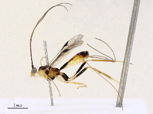  ( - CBG-B13893-D11)  @11 [ ] CreativeCommons - Attribution Share - Alike (2025) CBG Photography Group Centre for Biodiversity Genomics