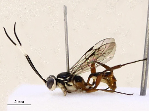  ( - CBG-B13893-E09)  @11 [ ] CreativeCommons - Attribution Share - Alike (2025) CBG Photography Group Centre for Biodiversity Genomics