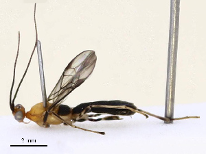  ( - CBG-B13893-F02)  @11 [ ] CreativeCommons - Attribution Share - Alike (2025) CBG Photography Group Centre for Biodiversity Genomics