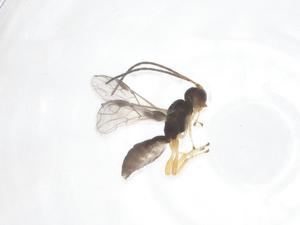  ( - CBG-B13933-H09)  @11 [ ] CreativeCommons - Attribution Share - Alike (2025) Centre for Biodiversity Genomics Centre for Biodiversity Genomics