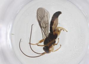  ( - CBG-B13936-B07)  @11 [ ] CreativeCommons - Attribution Share - Alike (2025) Centre for Biodiversity Genomics Centre for Biodiversity Genomics