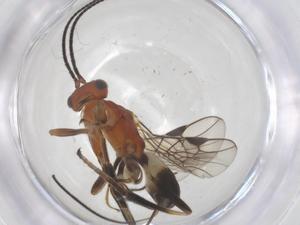  ( - CBG-B13950-D07)  @11 [ ] CreativeCommons - Attribution Share - Alike (2025) Centre for Biodiversity Genomics Centre for Biodiversity Genomics