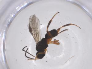  ( - CBG-B13956-E06)  @11 [ ] CreativeCommons - Attribution Share - Alike (2025) Centre for Biodiversity Genomics Centre for Biodiversity Genomics