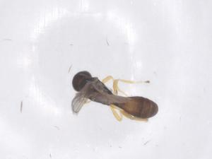  ( - CBG-B13960-C06)  @11 [ ] CreativeCommons - Attribution Share - Alike (2025) Centre for Biodiversity Genomics Centre for Biodiversity Genomics