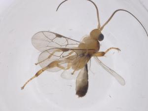  ( - CBG-B13971-A07)  @11 [ ] CreativeCommons - Attribution Share - Alike (2025) Centre for Biodiversity Genomics Centre for Biodiversity Genomics