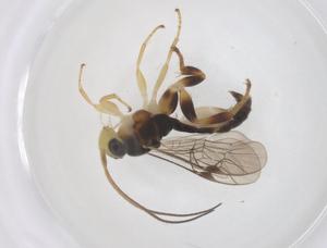  ( - CBG-B13972-A09)  @11 [ ] CreativeCommons - Attribution Share - Alike (2025) Centre for Biodiversity Genomics Centre for Biodiversity Genomics