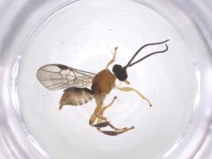  ( - CBG-B13974-F01)  @11 [ ] CreativeCommons - Attribution Share - Alike (2025) Centre for Biodiversity Genomics Centre for Biodiversity Genomics