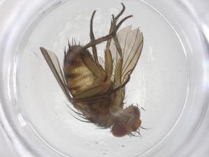  ( - CBG-B14052-A12)  @11 [ ] CreativeCommons - Attribution Share - Alike (2025) Centre for Biodiversity Genomics Centre for Biodiversity Genomics