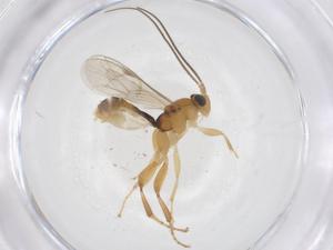  ( - CBG-B14052-E06)  @11 [ ] CreativeCommons - Attribution Share - Alike (2025) Centre for Biodiversity Genomics Centre for Biodiversity Genomics