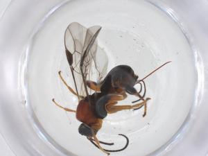  ( - CBG-B14053-D08)  @11 [ ] CreativeCommons - Attribution Share - Alike (2025) Centre for Biodiversity Genomics Centre for Biodiversity Genomics