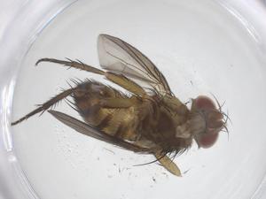  ( - CBG-B14072-E12)  @11 [ ] CreativeCommons - Attribution Share - Alike (2025) Centre for Biodiversity Genomics Centre for Biodiversity Genomics