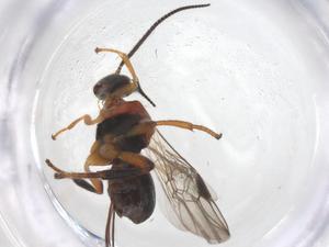  ( - CBG-B14082-F01)  @11 [ ] CreativeCommons - Attribution Share - Alike (2025) Centre for Biodiversity Genomics Centre for Biodiversity Genomics