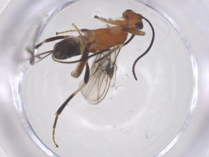  ( - CBG-B14083-D11)  @11 [ ] CreativeCommons - Attribution Share - Alike (2025) Centre for Biodiversity Genomics Centre for Biodiversity Genomics