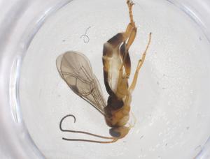  ( - CBG-B14447-C09)  @11 [ ] CreativeCommons - Attribution Share - Alike (2025) Centre for Biodiversity Genomics Centre for Biodiversity Genomics