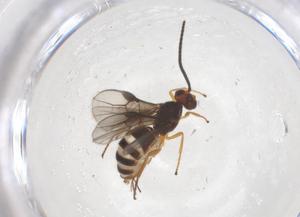  ( - CBG-B14447-G02)  @11 [ ] CreativeCommons - Attribution Share - Alike (2025) Centre for Biodiversity Genomics Centre for Biodiversity Genomics