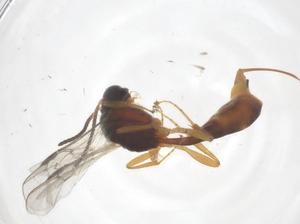  ( - CBG-B14447-H04)  @11 [ ] CreativeCommons - Attribution Share - Alike (2025) Centre for Biodiversity Genomics Centre for Biodiversity Genomics