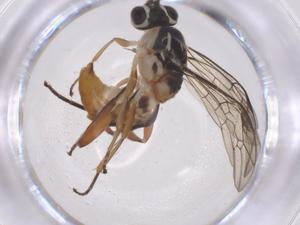  ( - CBG-B14520-F06)  @11 [ ] CreativeCommons - Attribution Share - Alike (2025) Centre for Biodiversity Genomics Centre for Biodiversity Genomics