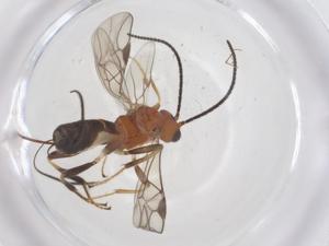  ( - CBG-B14953-E02)  @11 [ ] CreativeCommons - Attribution Share - Alike (2025) Centre for Biodiversity Genomics Centre for Biodiversity Genomics