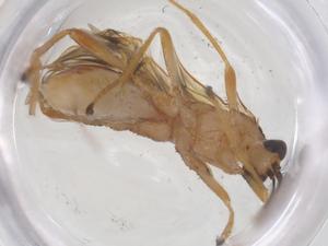  ( - CBG-B14953-E04)  @11 [ ] CreativeCommons - Attribution Share - Alike (2025) Centre for Biodiversity Genomics Centre for Biodiversity Genomics