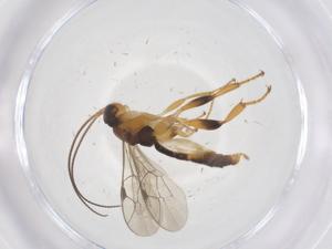  ( - CBG-B14971-F09)  @11 [ ] CreativeCommons - Attribution Share - Alike (2025) Centre for Biodiversity Genomics Centre for Biodiversity Genomics