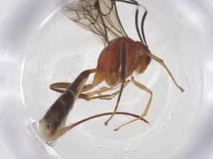  ( - CBG-B14972-G10)  @11 [ ] CreativeCommons - Attribution Share - Alike (2025) Centre for Biodiversity Genomics Centre for Biodiversity Genomics