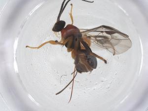  ( - CBG-B15017-G10)  @11 [ ] CreativeCommons - Attribution Share - Alike (2025) Centre for Biodiversity Genomics Centre for Biodiversity Genomics