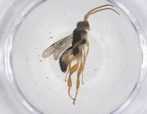  ( - CBG-B15037-F05)  @11 [ ] CreativeCommons - Attribution Share - Alike (2025) Centre for Biodiversity Genomics Centre for Biodiversity Genomics