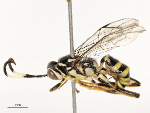  ( - CBG-B12673-F01)  @11 [ ] CreativeCommons - Attribution Share - Alike (2025) CBG Photography Group Centre for Biodiversity Genomics