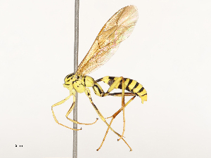  ( - CBG-B13777-A08)  @11 [ ] CreativeCommons - Attribution Share - Alike (2025) CBG Photography Group Centre for Biodiversity Genomics