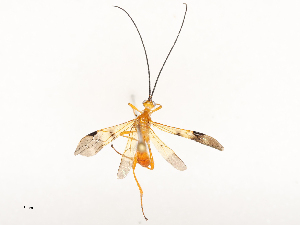  ( - CBG-B13777-A11)  @11 [ ] CreativeCommons - Attribution Share - Alike (2025) CBG Photography Group Centre for Biodiversity Genomics