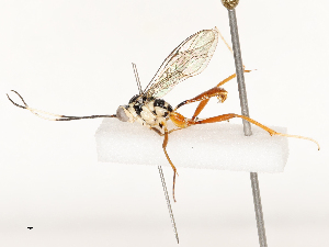  ( - CBG-B13777-C04)  @11 [ ] CreativeCommons - Attribution Share - Alike (2025) CBG Photography Group Centre for Biodiversity Genomics