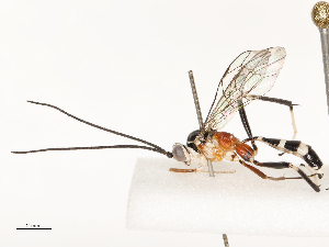  ( - CBG-B13777-E02)  @11 [ ] CreativeCommons - Attribution Share - Alike (2025) CBG Photography Group Centre for Biodiversity Genomics