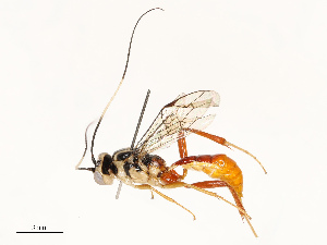  (Mesochorus Janzen65 - CBG-B13891-B09)  @11 [ ] CreativeCommons - Attribution Share - Alike (2025) CBG Photography Group Centre for Biodiversity Genomics