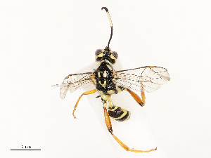  ( - CBG-B13891-C02)  @11 [ ] CreativeCommons - Attribution Share - Alike (2025) CBG Photography Group Centre for Biodiversity Genomics