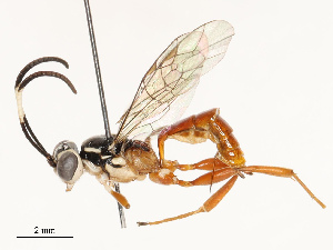  ( - CBG-B13895-B06)  @11 [ ] CreativeCommons - Attribution Share - Alike (2025) CBG Photography Group Centre for Biodiversity Genomics