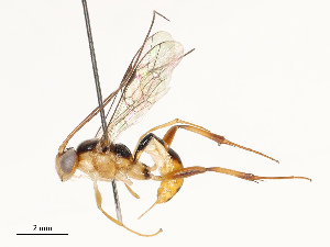  ( - CBG-B13895-C04)  @11 [ ] CreativeCommons - Attribution Share - Alike (2025) CBG Photography Group Centre for Biodiversity Genomics