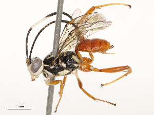  ( - CBG-B13896-C04)  @11 [ ] CreativeCommons - Attribution Share - Alike (2025) CBG Photography Group Centre for Biodiversity Genomics