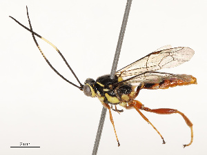  ( - CBG-B13896-C08)  @11 [ ] CreativeCommons - Attribution Share - Alike (2025) CBG Photography Group Centre for Biodiversity Genomics