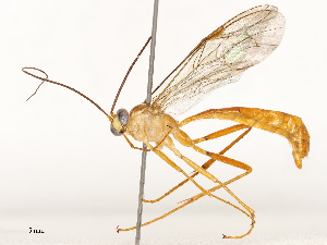  ( - CBG-B13896-E04)  @11 [ ] CreativeCommons - Attribution Share - Alike (2025) CBG Photography Group Centre for Biodiversity Genomics