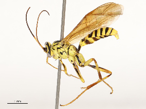  ( - CBG-B13896-F02)  @11 [ ] CreativeCommons - Attribution Share - Alike (2025) CBG Photography Group Centre for Biodiversity Genomics